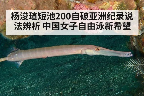 杨浚瑄短池200自破亚洲纪录说法辨析 中国女子自由泳新希望